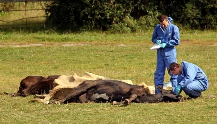 Alert-n-Iai--Muncitori-la-o-ferm-suspeci-de-infecie-cu-antrax-cutanat-Cum-se-transmite-boala-i-ce-riscuri-sunt