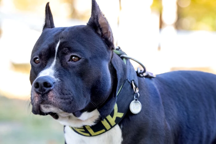 Brbat-ucis-de-un-cine-din-rasa-Amstaff-de-care-avea-grij--Nepoata-acestuia-o-fat-de-14-ani-s-a-salvat-ca-prin-minune