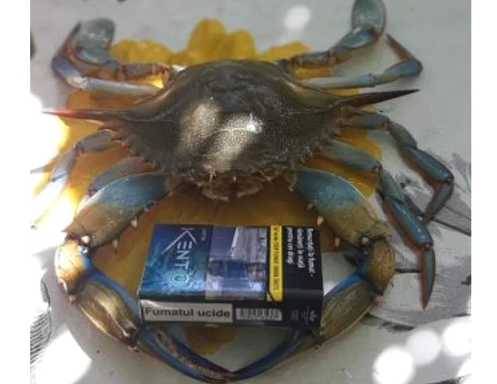 Crabul-albastru-o-specie-invaziv-nou-n-Delta-Dunrii-Este-considerat-un-prdtor-oportunist