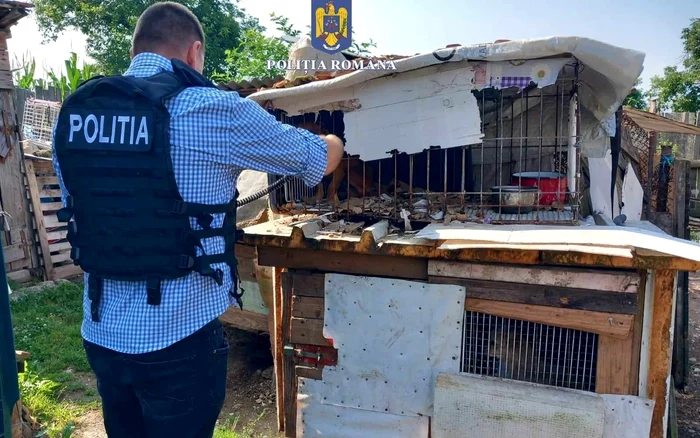 Cresctorie-ilegal-de-cini-din-rase-periculoase-Animalele-erau-maltratate-de-proprietarul-lor