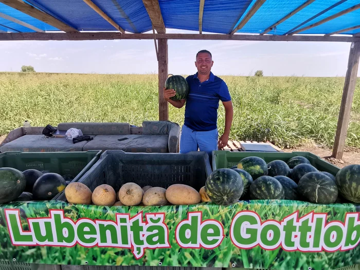 Criz-n-patria-lubeniei-din-Banat-De-ce-s-au-redus-alarmant-suprafeele-cultivate-la-Gottlob-FOTO
