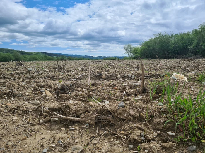 Dou-hectare-din-lunca-protejat-a-Criului-Repede-distruse-cu-buldozerul-E-cel-mai-mare-dezastru-ecologic-FOTO