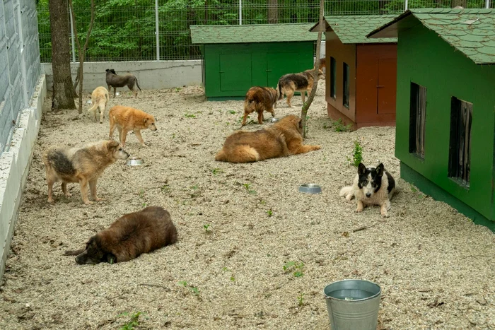 Exportul-maidanezilor-Romnia-i-d-spre-adopie-cinii-i-pisicile-Judeul-care-furnizeaz-cele-mai-multe-animale-de-companie
