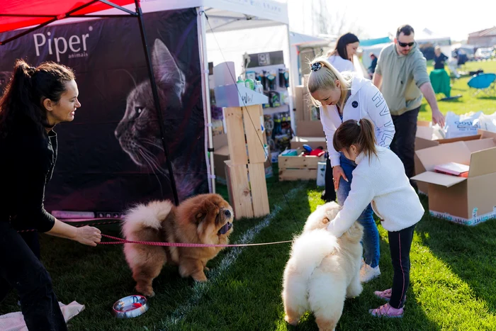 Peste-600-de-cini-concureaz-la-Satu-Mare-Dog-Show-Cinci-competiii-n-dou-zile