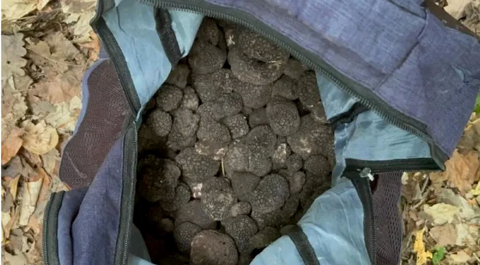 Peste-800-de-kilograme-de-trufe-transportate-fr-acte-confiscate-de-poliitii-bcuani