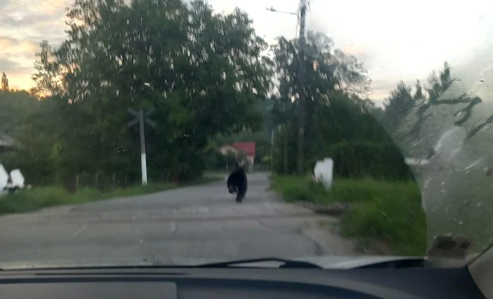 Se-nteesc-alertele-Doi-uri-zrii-lng-Pucioasa-i-n-Staiunea-Pomicol-Voineti