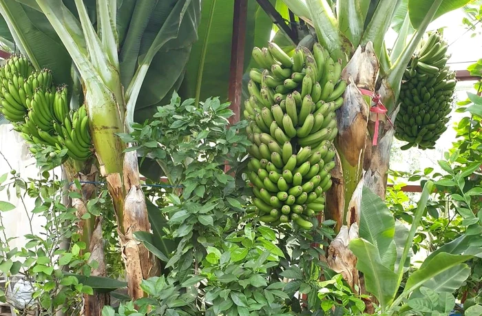 Sera-minune-la-a-aptea-recolt-Cum-arat-pdurea-tropical-n-miniatur-cu-bananieri-portocali-i-smochini-VIDEO