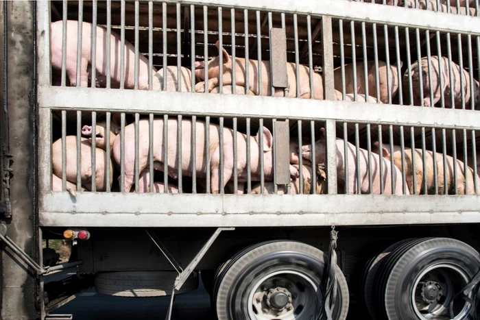 Transport-ilegal-de-porci-confiscat-n-Slaj-Porcii-vor-fi-eutanasiai