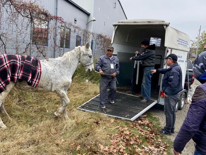Un-cal-n-agonie-abandonat-pe-o-strad-din-Oltenia-salvat-de-poliitii-de-la-Protecia-Animalelor