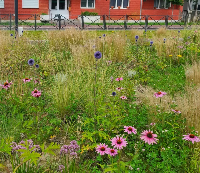 Un-ora-din-Vestul-Romniei-se-ntoarce-la-natur-spaiile-verzi-devin-pajiti-urbane-fr-mofturi-i-plante-exotice-FOTO