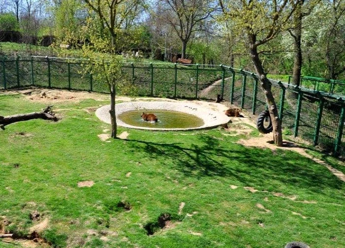 Urii-Codrua-i-Barney-de-la-Zoo-rsfai-cu-ngheat-din-legume-i-fructe-n-aceste-zile-caniculare
