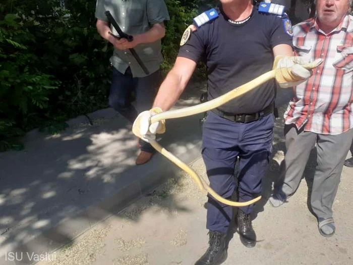 arpe-de-un-metru-i-jumtate-pe-o-strad-din-Brlad-Jandarmii-i-pompierii-au-intervenit-pentru-ndeprtarea-lui