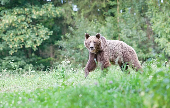 Alert-de-urs-la-Vlenii-de-Munte-Localnicii-sunt-sftuii-s-nu-l-fotografieze-sau-s-l-hrneasc