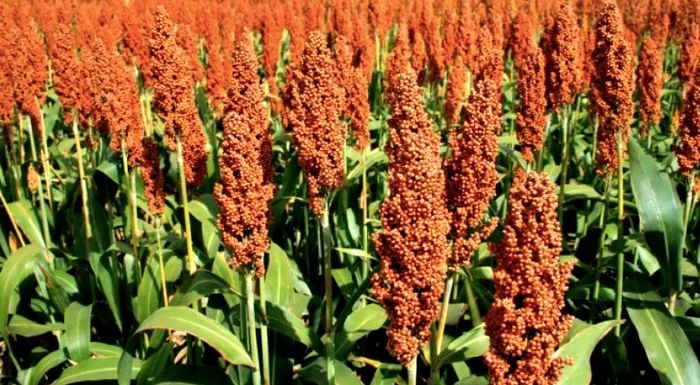 Cmila-agriculturii-o-plant-specific-Africii-tot-mai-mult-cultivat-n-Romnia-Ce-cultur-tradiional-nlocuiete