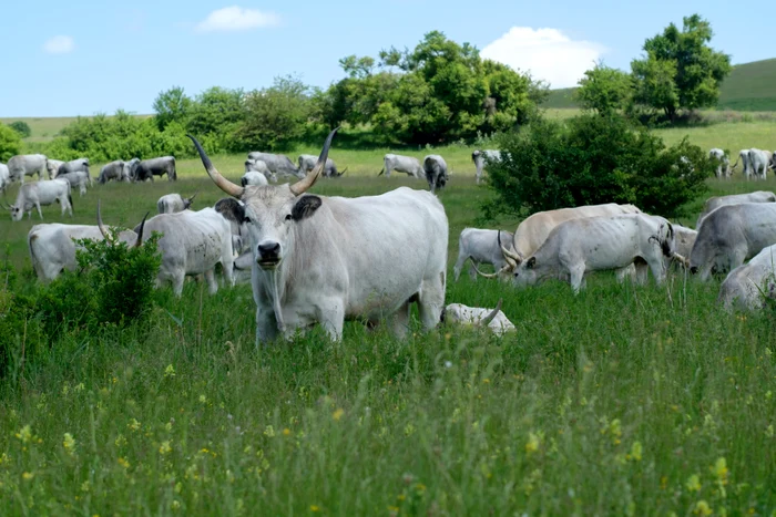 Concurs-de-gula-din-sur-de-step-atracia-nceputului-de-toamn-la-Ferma-de-Biodiversitate-Cobor