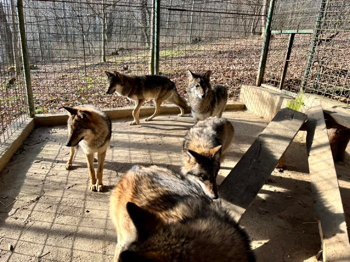 Feti-de-8-ani-mucat-de-lup-la-ZOO-Dumbrava-Sibiului-Cum-s-a-produs-incidentul