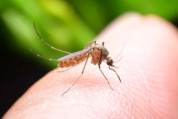 O-femeie-din-Sibiu-infectat-cu-virusul-West-Nile-a-murit-Pacienta-nu-cltorise-n-strintate