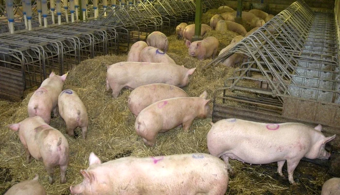 Pesta-porcin-reapare-n-Giurgiu-Opt-localiti-sunt-sub-restricii-sanitar-veterinare