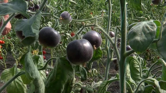 Roia-neagr-omologat-n-Romnia-Soiul-de-tomate-kumato-botezat-Rapsodia-are-proprieti-superioare-roiei-clasice