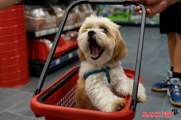 Se-sun-de-intrare-la-Maxi-Pet-Constana-n-15-17-septembrie-prinde-15-reducere-la-toate-produsele