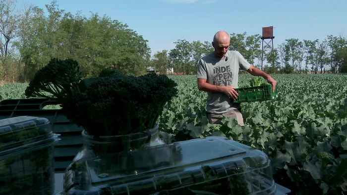Broccolini-trufanda-de-import-crete-la-Buzu-Leguma-este-nelipsit-din-meniurile-de-lux