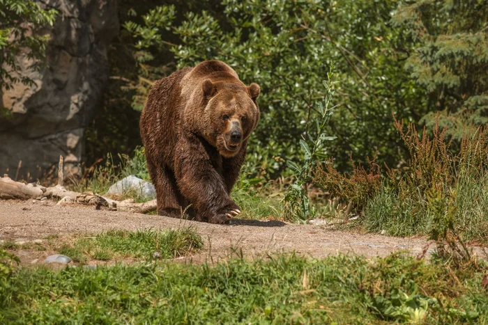Btrn-desfigurat-de-un-urs-intrat-n-grdin-la-Horezu-Victima-a-fost-preluat-de-elicopterul-SMURD-