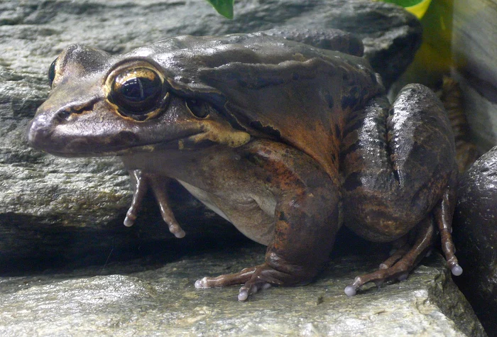 Cea-mai-rapid-extincie-a-unei-specii-nregistrat-vreodat-Este-un-declin-uimitor