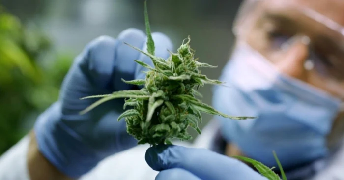 Ct-persist-n-snge-THC-substana-psihoactiv-din-cannabis-Vei-iei-sigur-pozitiv-la-drugtest