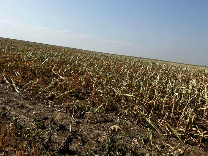 Dobrogea-distrus-de-seceta-nu-a-plouat-de-patru-luni-culturile-s-au-uscat-pe-pmntul-crpat-