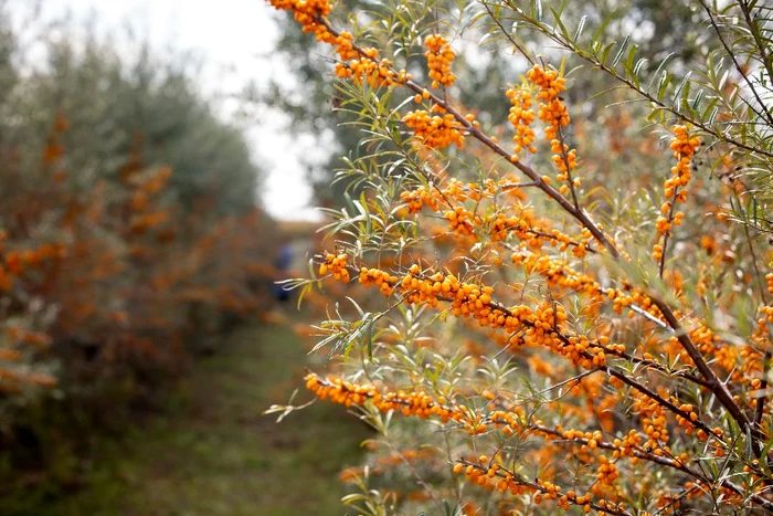 Fabrica-de-vitamine-de-la-Ileana-Fructul-cu-efecte-uimitoare-care-lupt-zeci-de-boli-cum-se-consum-ctina