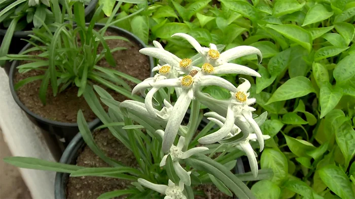 Floarea-de-col-ar-putea-fi-cultivat-n-jardinierele-i-grdinile-din-Romnia