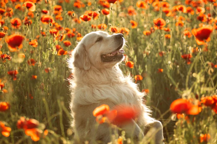 Oamenii-de-tiin-au-descoperit-un-secret-al-vieii-ndelungate-la-cinii-golden-retriever