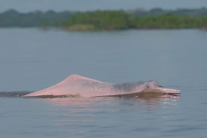 Peste-100-de-delfini-au-fost-gsii-mori-ntr-un-lac-amazonian-din-Brazilia