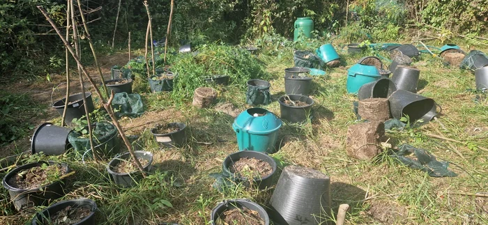 Plantaie-de-canabis-lng-Termocentrala-Rovinari-cea-mai-mare-din-ar-Drogurile-ajungeau-n-coli