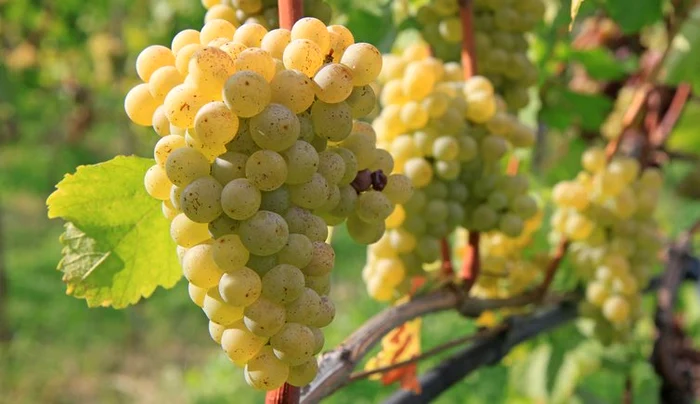 Producii-bune-n-podgorii-viticultori-nemulumii-din-cauza-preului-mic-Procesatorii-au-preurile-de-acum-23-de-ani