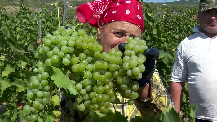 Secretele-din-spatele-vinului--Tmioasa-de-Pietroasa-regina-licorilor-produse-n-Staiunea-Pietroasele-FOTO