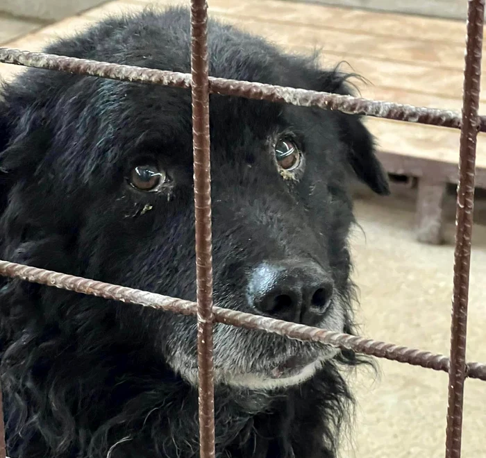 Asociaia-Pro-Animals-Padocul-din-Trgu-Jiu-lagr-de-exterminare-pentru-maidanezi-Ce-spun-responsabilii