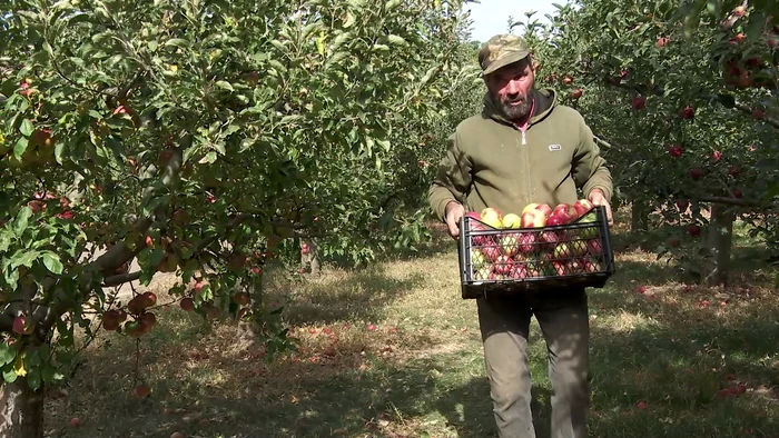 Paradoxuri-romneti-livezi-din-belug-mere-din-import-Din-pcate-nu-e-loc-pentru-toate-fructele-din-grdin