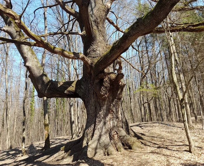 Stejarul-de-1000-de-ani-din-Romnia-are-traseu-marcat-Cum-pot-ajunge-turitii-la-monumentul-naturii-FOTO