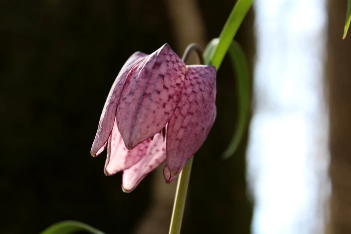 A-nflorit-una-dintre-cele-mai-rare-plante-din-Romnia-Imagini-superbe-cu-delicata-lalea-pestri-FOTO