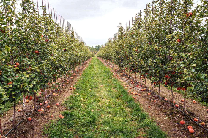 Agra-Asigurri-a-ncasat-prime-de-peste-340-milioane-de-euro-n-2023