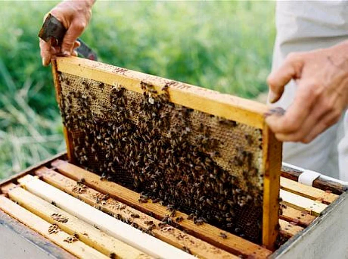 Apicultorii-pot-primi-un-ajutor-de-25-de-lei-per-familia-de-albine-n-2024