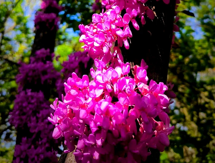Arborele-lui-Iuda-a-nflorit-Imagini-superbe-cu-copacul-de-care-Iscarioteanul-s-ar-fi-spnzurat-dup-trdarea-lui-Iisus