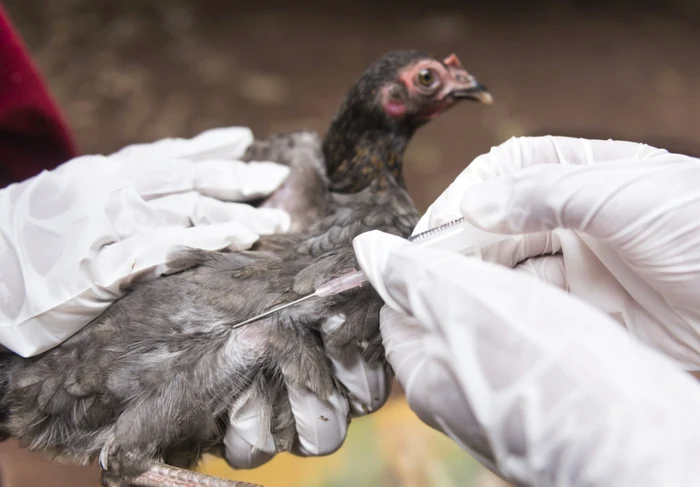 Autoritiile-ungare-au-depistat-un-nou-focar-de-grip-aviar-nalt-patogen-H5N1-n-estul-rii