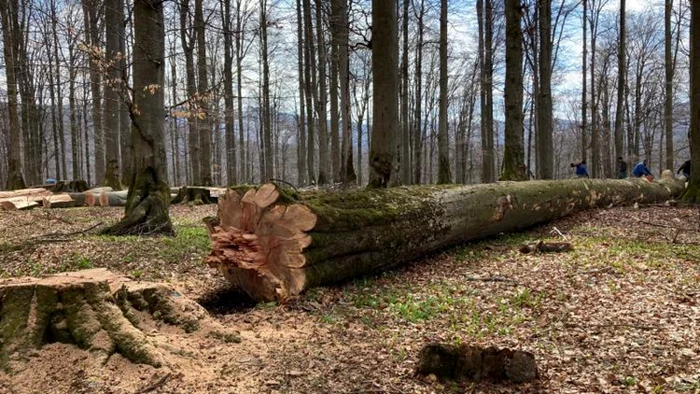 Autorizaie-de-exploatare-a-lemnului-din-pdurea-care-nu-i-aparinea-Ce-a-pit-brbatul-care-a-fcut-aceast-cerere