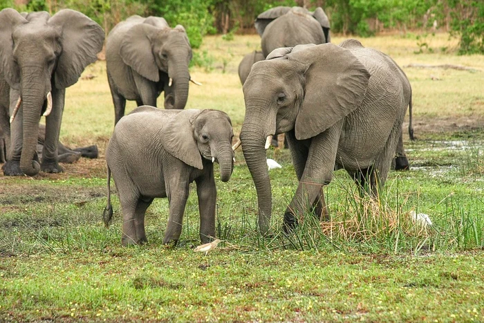 Botswana-vrea-s-doneze-Germaniei-20000-de-elefani-Care-este-condiia-Nu-este-o-glum