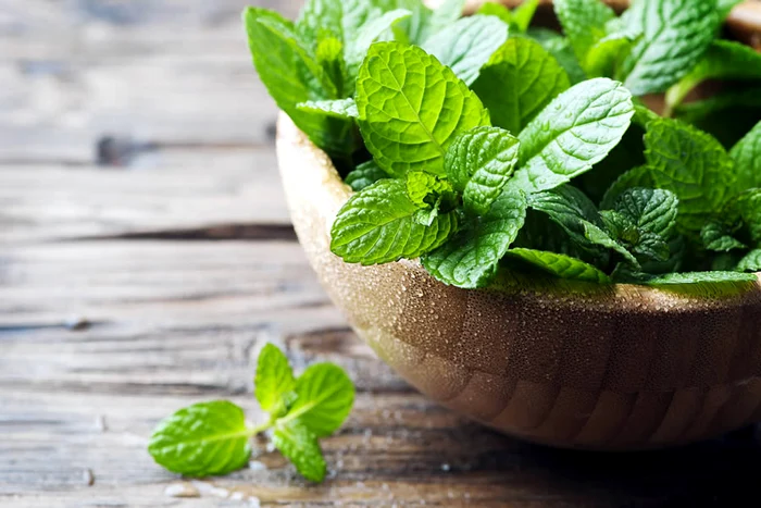 Calitile-mentei-una-dintre-cele-mai-vechi-plante-medicinale-din-lume-Au-fost-gsite-frunze-uscate-i-in-piramidele-egiptene