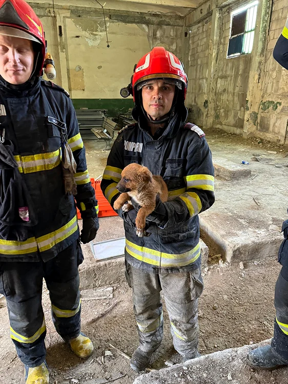 Cel-blocat-ntre-doi-perei-de-beton-salvat-de-pompierii-vasluieni-Impresionat-un-salvator-l-a-adoptat-pe-loc-FOTO