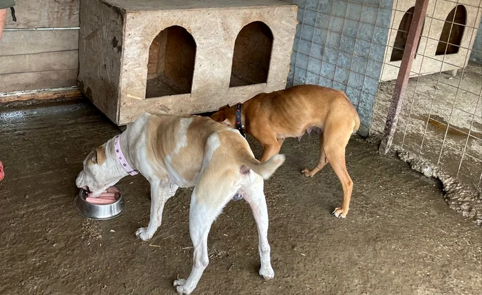 Cini-Amstaff-nfometai-n-ultimul-hal-de-stpn-Au-fost-gsii-bolnavi-i-extrem-de-slbii-