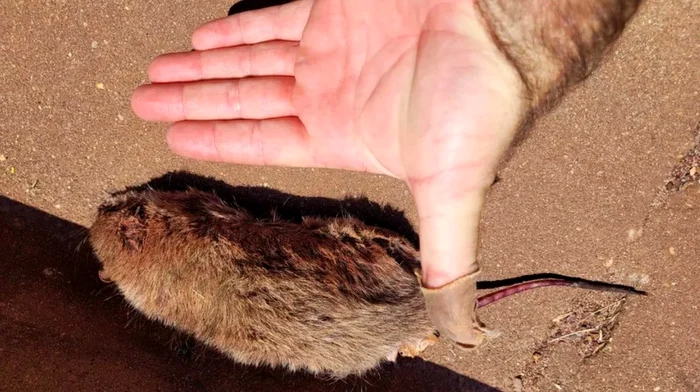 Ciuma-de-obolani-se-rspndete-n-oraele-de-pescari-din-Australia-Au-distrus-o-main-peste-noapte